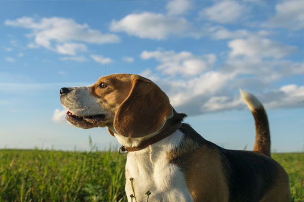 Dog Beagle on a walk on a summer evening on the green field