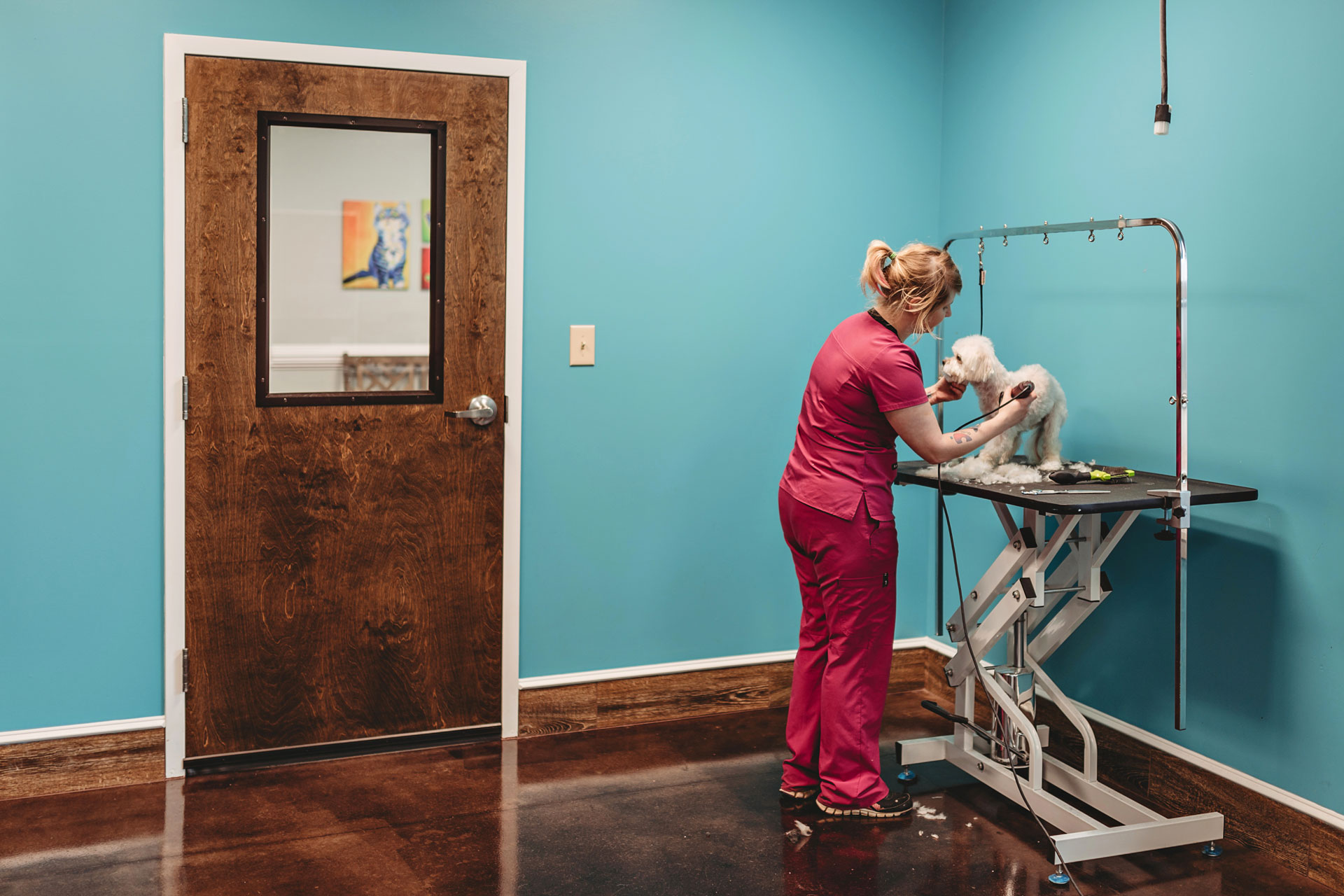 Woman groomer gromming the dog