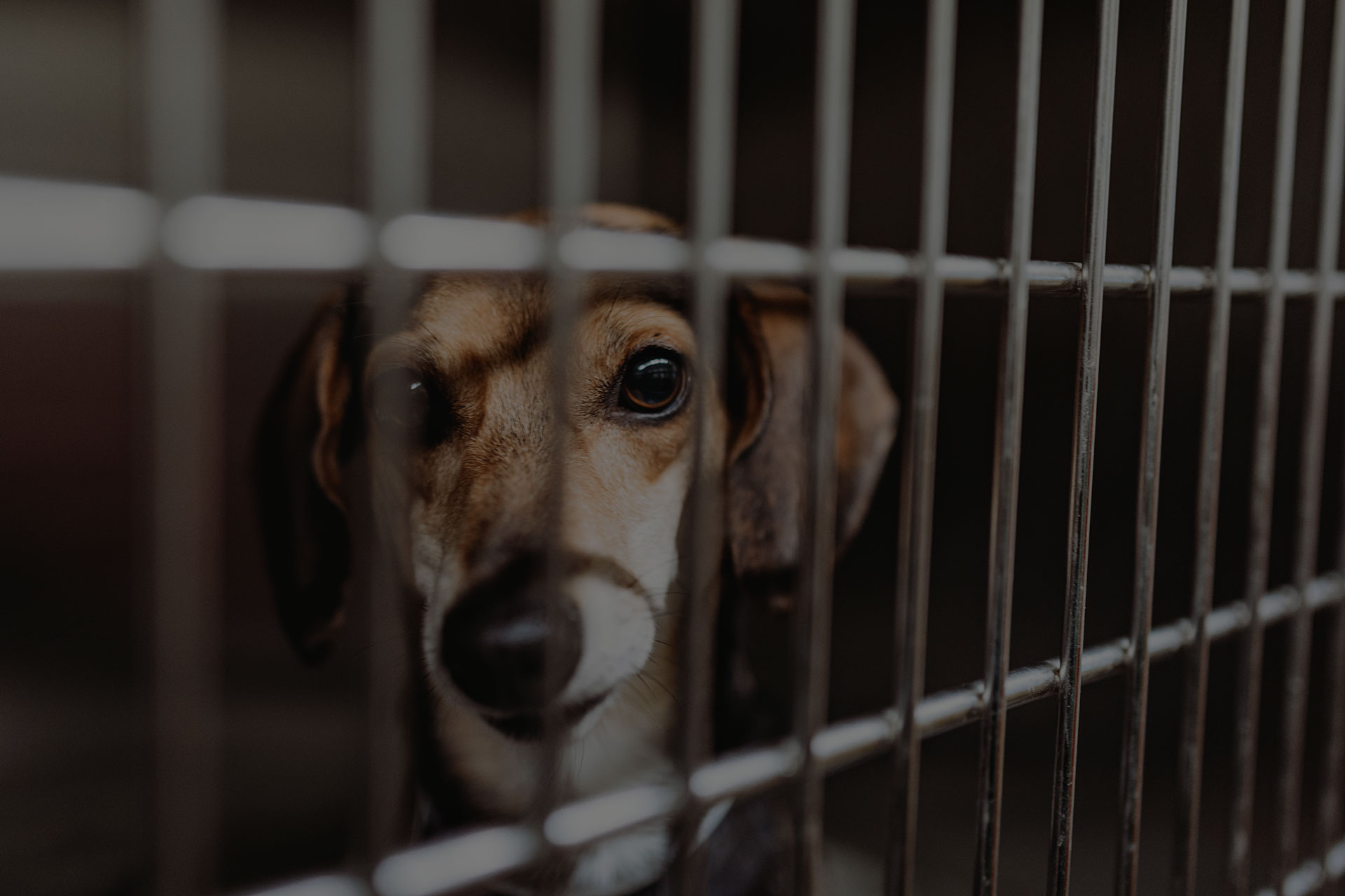 Dog in cage