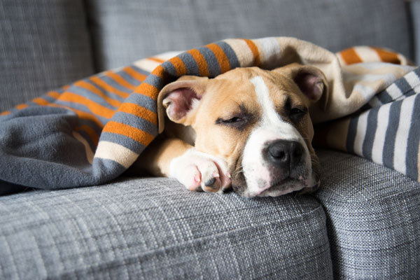 Bulldog Mix Puppy Sleeping on Gray Sofa at Home