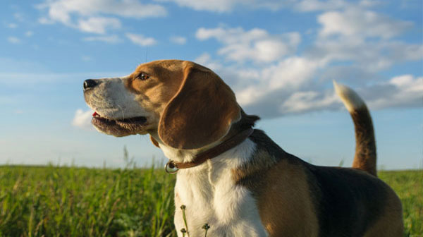 Dog Beagle on a walk on a summer evening on the green field