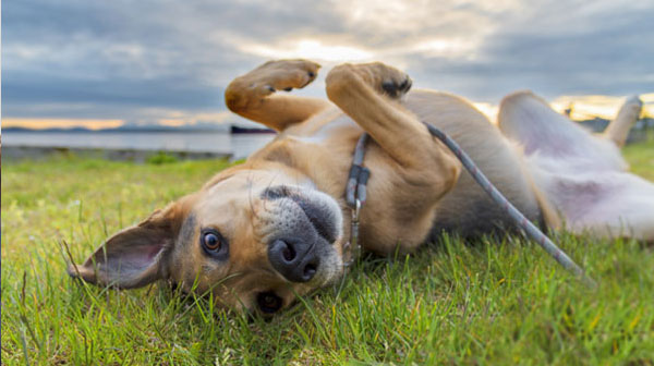 Cute dog rolling in grass at sunset