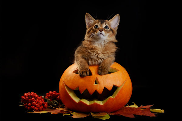 Scary halloween pumpkin jack-o-lantern and somali kitten on black background
