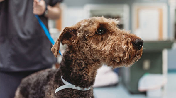 Dog on the leash inside the dog clinic