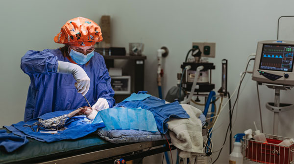 Vet performing the surgery