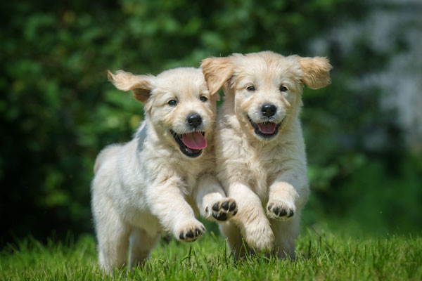Two happy running puppies of golden retriever