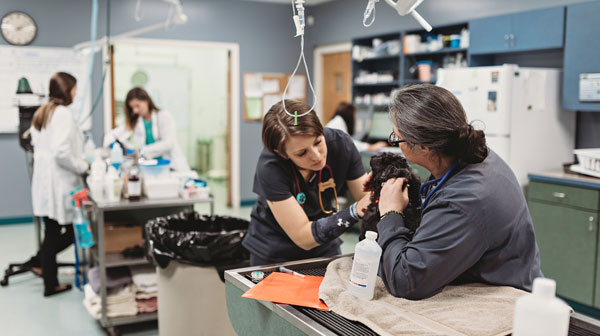 Technicians examing the dog in the lab