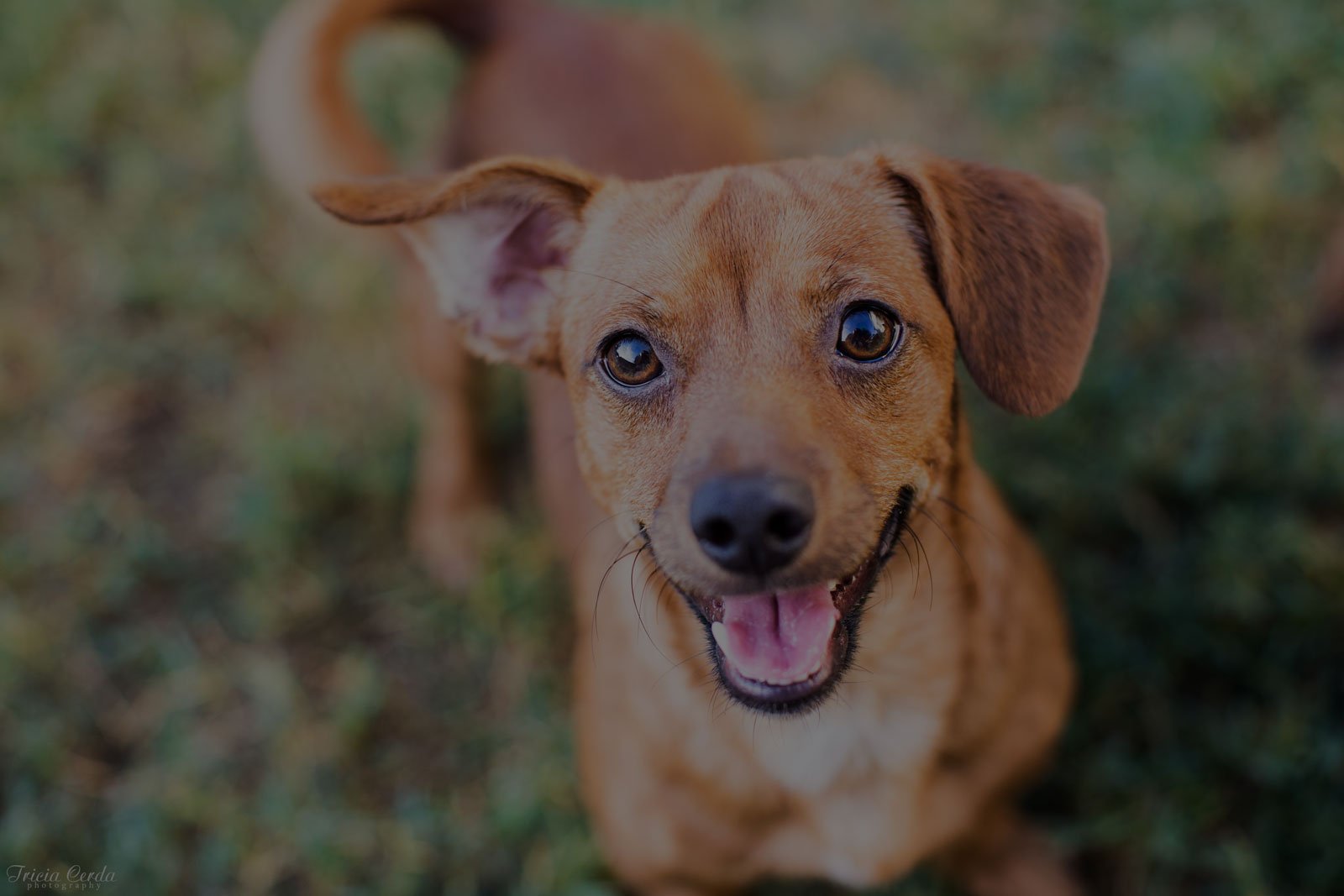 Chihuahua Mixed Tan Dog Smiling at the Camera