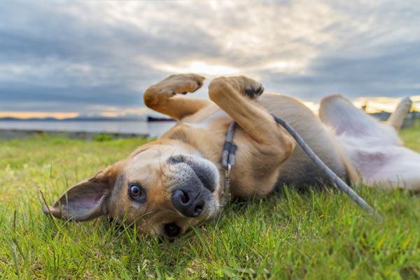 Cute dog rolling in grass at sunset