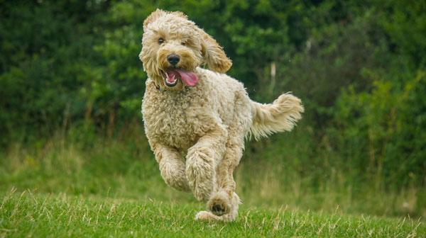 Dog running on the grass