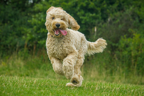 Dog running in the grass