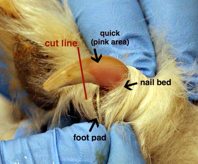 Dog Nail Diagram