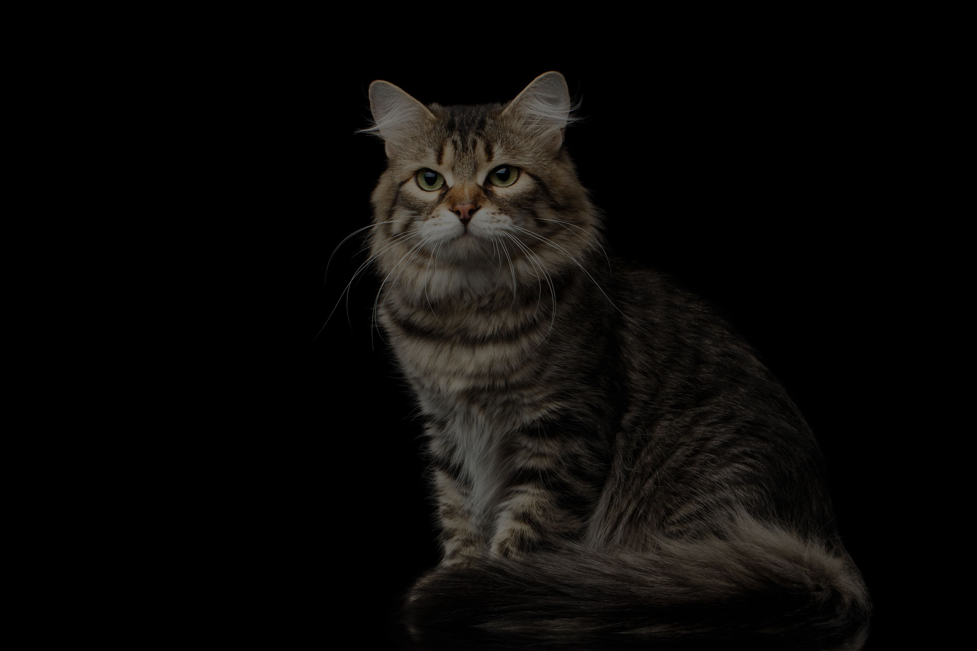 Adorable Siberian Cat Sits with furry tail on isolated black background
