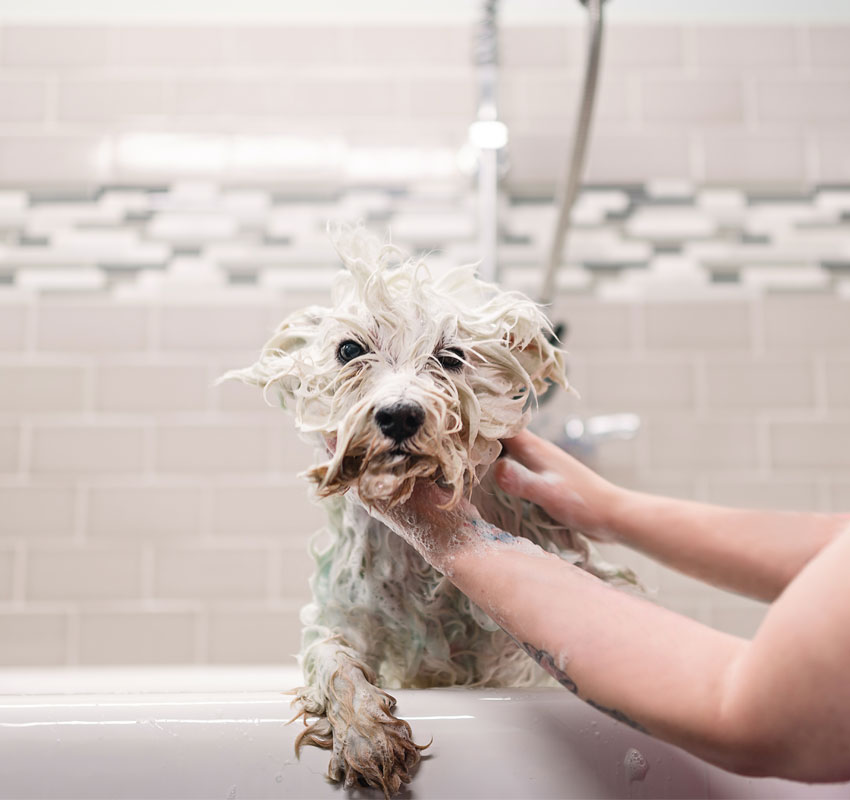 Lady showering the dog