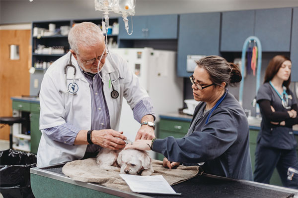 Veterinarian examining the dog