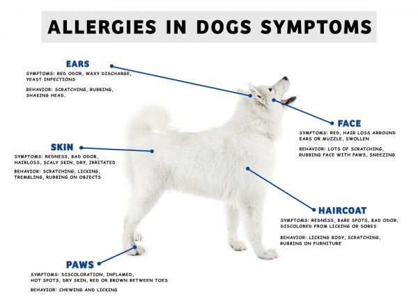 4 Signs Your Pet Could Be Suffering from Allergies - Vet In Toney ...