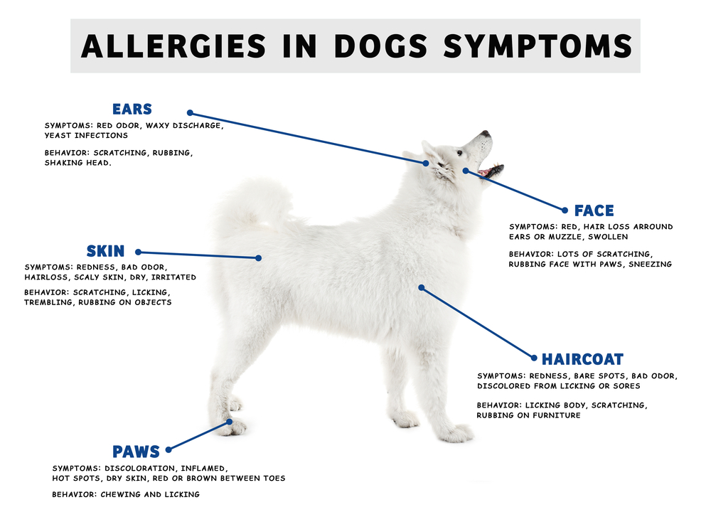 can dog allergies cause cold symptoms