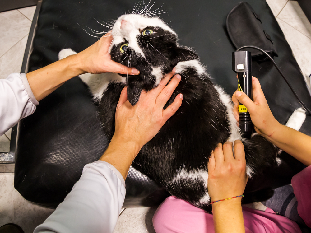 Veterinarian laser therapy to a cat with arthrosis pain