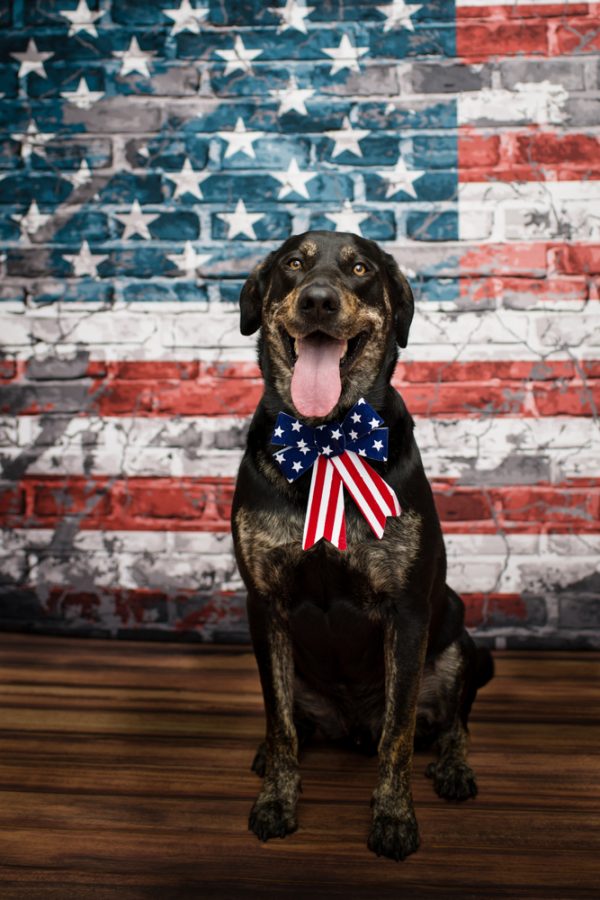 5 Facts All Pet Owners Should Know About the Fourth of July Vet In