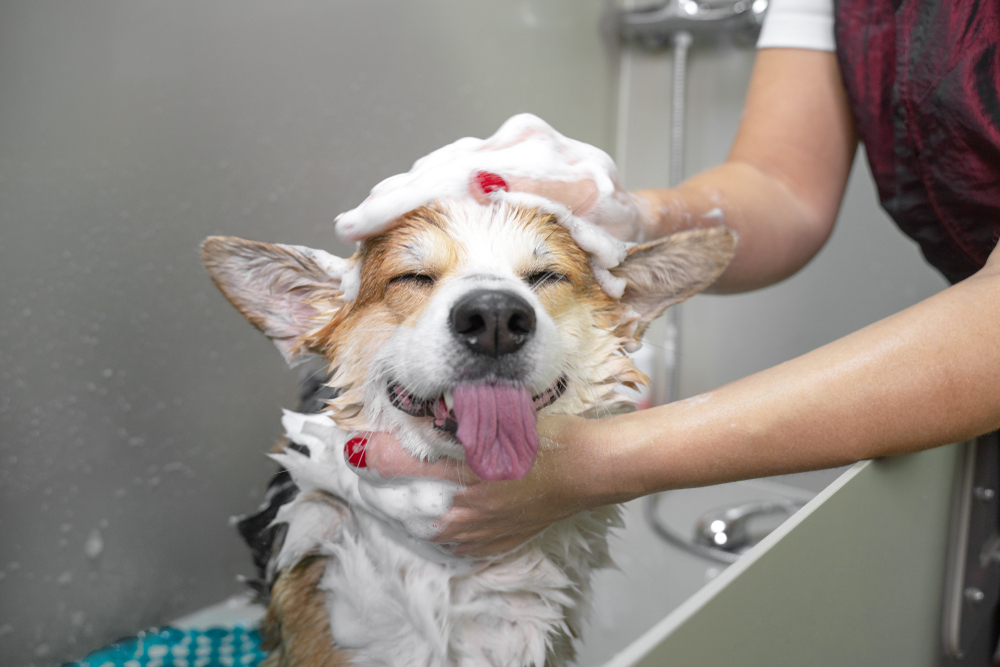 How Professional Daycare, Boarding, and Grooming Services Benefit Your Pet  - Vet In Toney | Countryside Veterinary Hospital