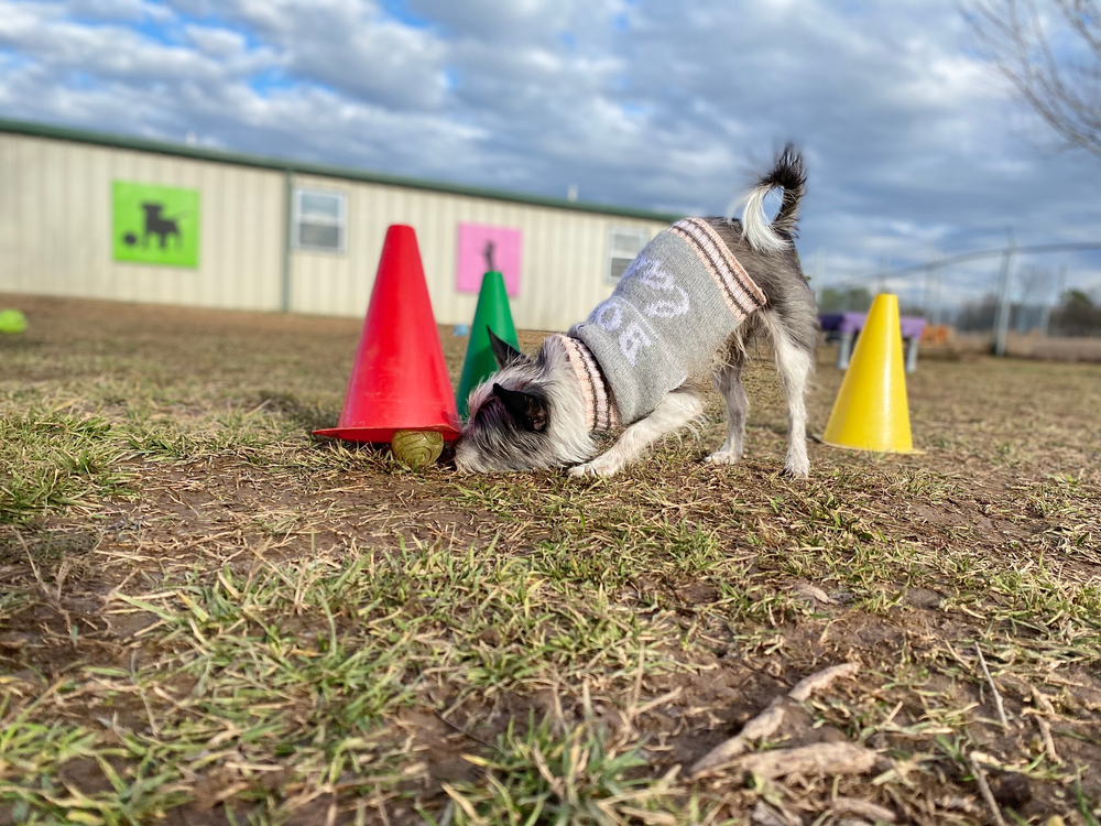 5 Types of Enrichment For Your Pet - Vet In Toney