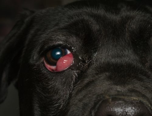 8 Common Eye Conditions in Pets