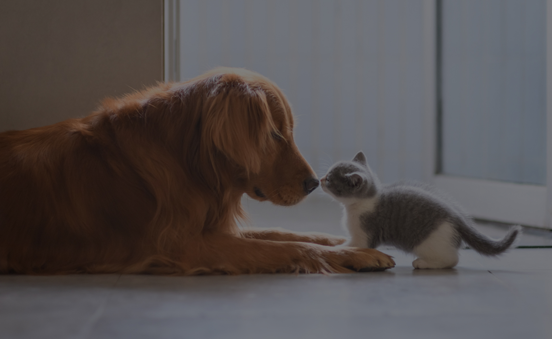 Animal Care Attendant Vet In Toney Countryside Veterinary Hospital