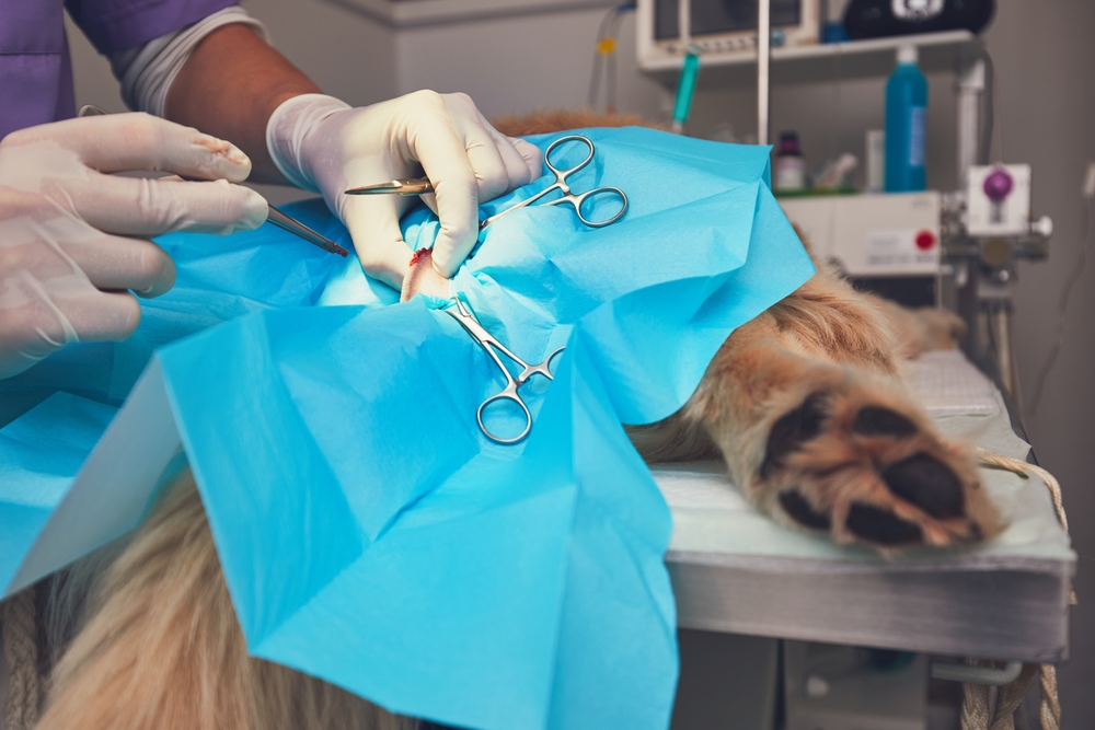 What To Expect When Your Pet Is Spayed Or Neutered Vet In Toney 