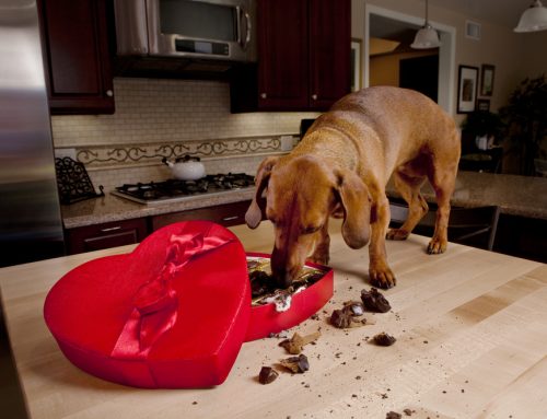Talking Toxins—4 Everyday Items that Can Harm Your Pet