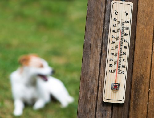 Heat Safety: Avoiding Pet Heatstroke