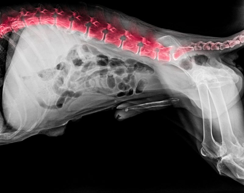 What Dog Owners Should Know About Intervertebral Disc Disease Vet In