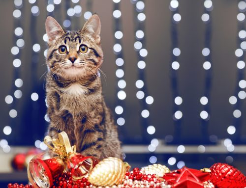 7 Pet Disasters to Avoid this Holiday Season