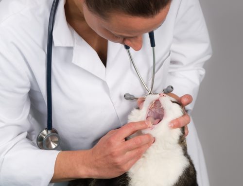 Through the Mouth of A Pet: An “Inside” Look At Pet Dental Health