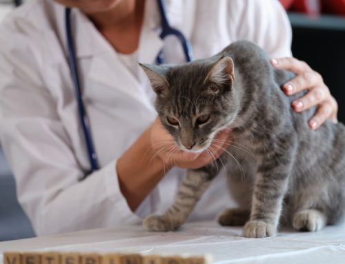7 Signs Your Pet Needs Veterinary Care