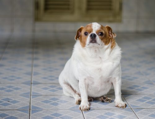 Frequently Asked Questions About Pet Obesity and Weight Management