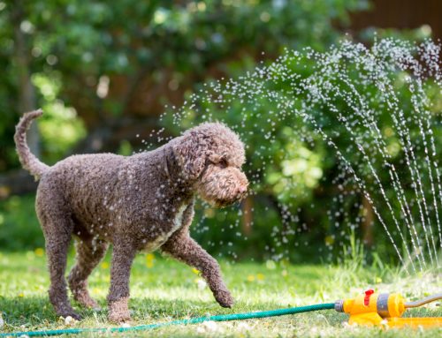 Help Your Pet Beat The Heat