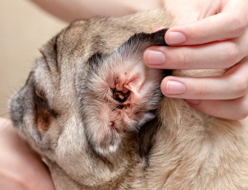 A Pet Owner’s Guide to Healthy Ear Care