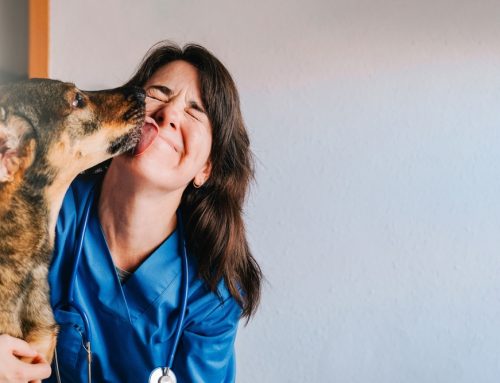 Hidden Benefits of Vet Care for Your Pet’s Health