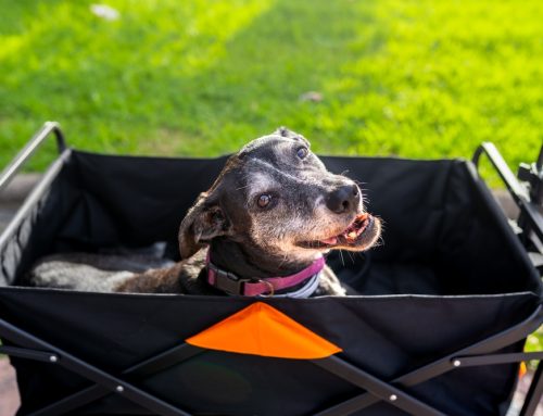 Helping Your Aging Pet Stay Happy and Active: What You Need to Know