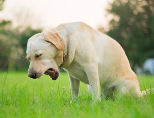 Understanding Kennel Cough: Your Trusted Guide to Canine Respiratory Health