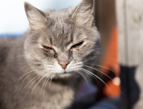 Coughing, sneezing, wheezing, reverse sneezing, snoring, and more- what does it mean?