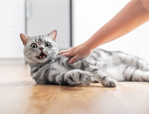 Why Is My Cat Meowing So Much? Exploring Excessive Vocalization in Cats