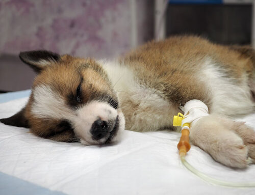 Pet Emergency Preparedness: Be Ready for the Unexpected