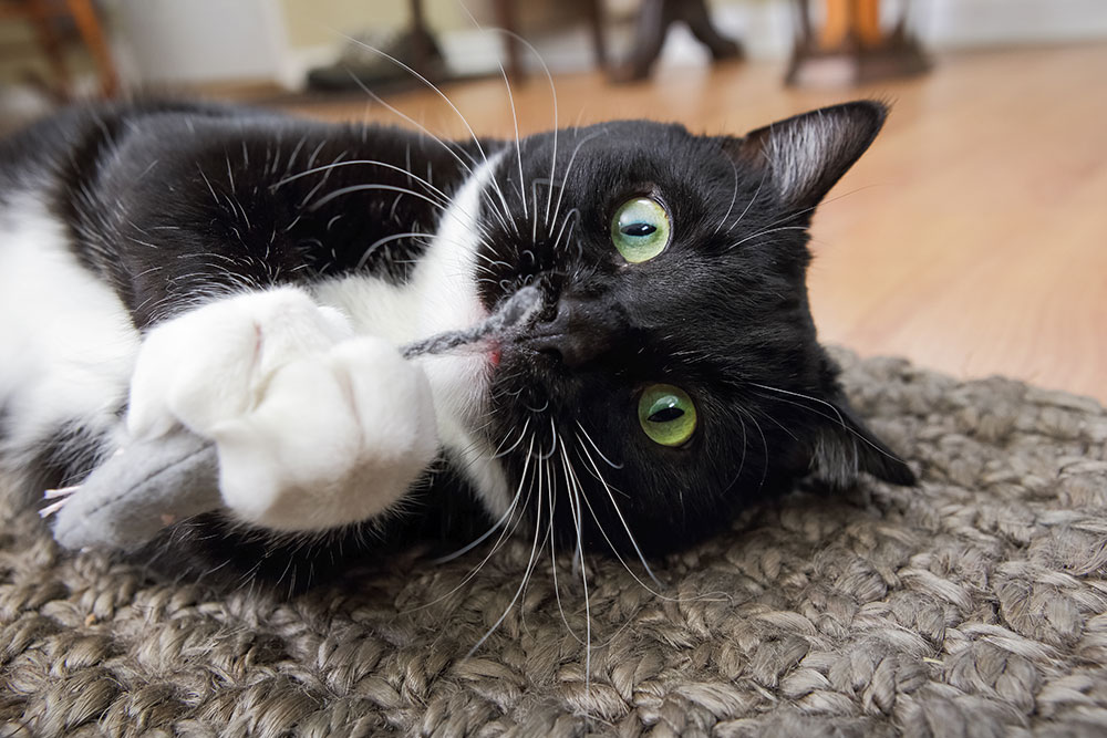 A black-and-white cat lies on a woven rug, holding and biting a toy mouse while staring playfully with bright green eyes.