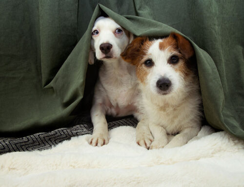 End-of-Life Care: Supporting Your Pet with Compassion and Dignity