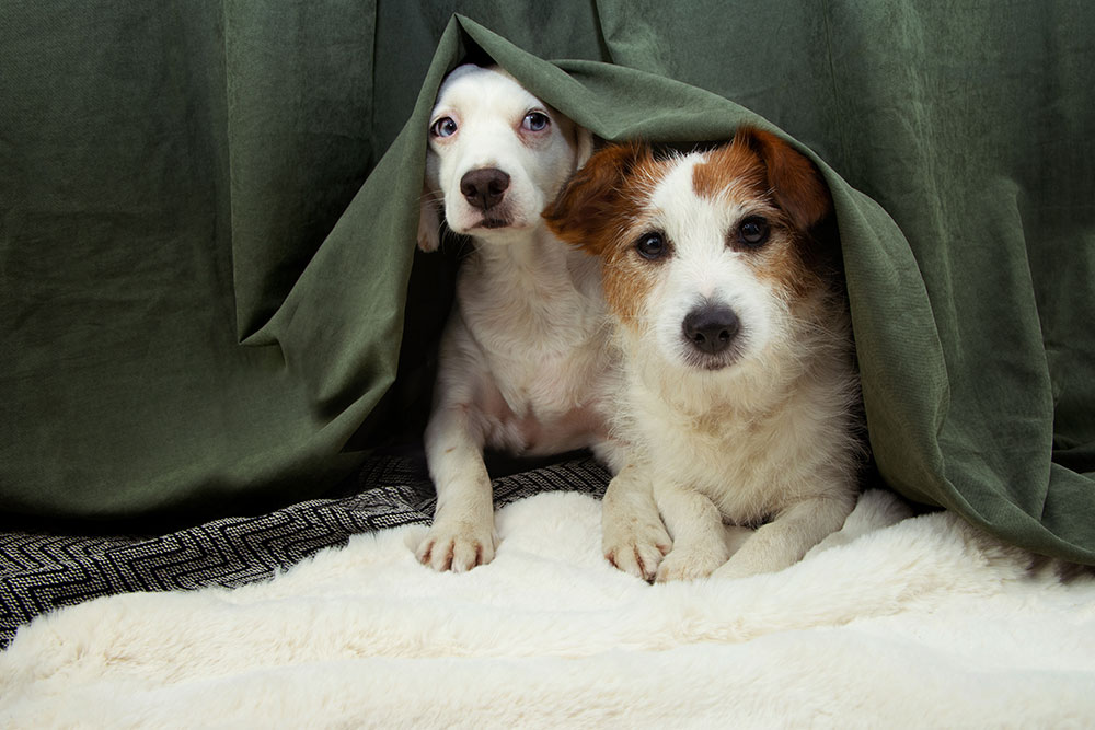 Two small dogs cuddle together under a green blanket, peeking out with curious expressions while lying on a soft, cozy surface.