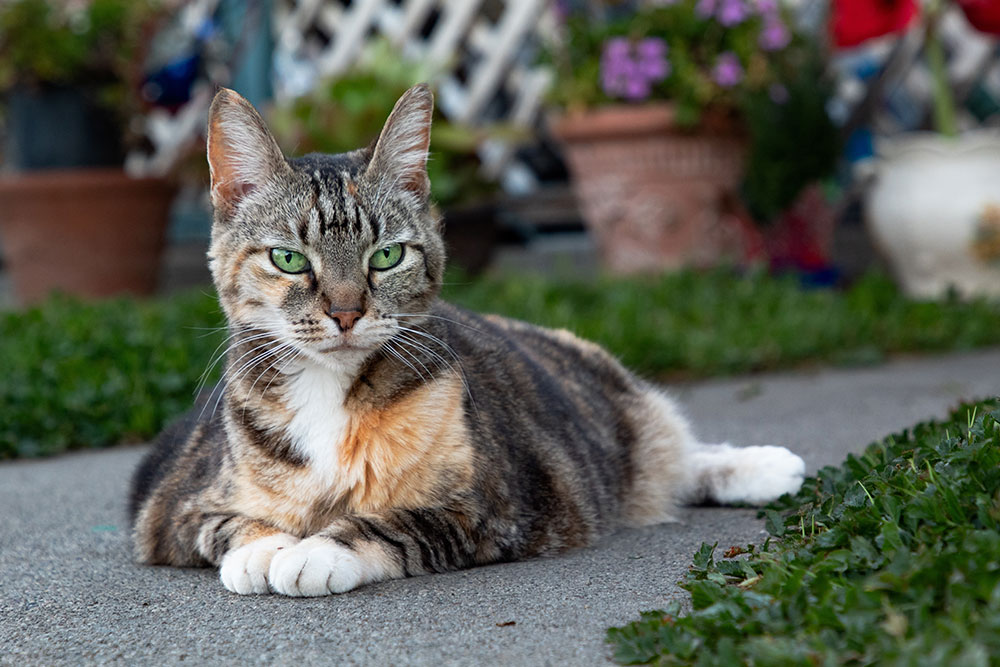 A short-haired tabby cat with green eyes and white paws lies on a concrete path, with grass and potted flowers blurred in the background.