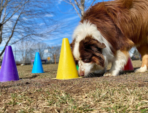 Dangerous Equipment for your pet