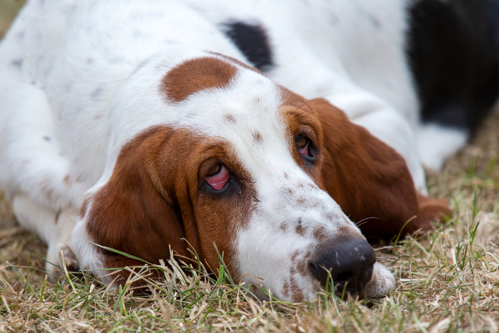 A close-up of a Basset Hound lying in the grass, showing drooping lower eyelids (ectropion) that reveal the red inner tissue and third eyelids.