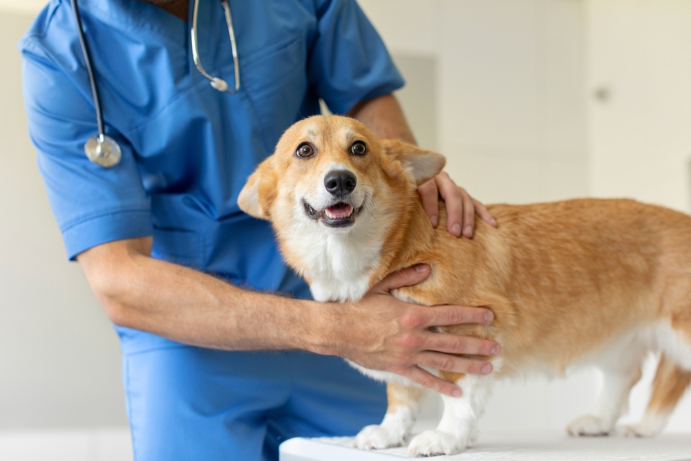 A veterinarian in blue scrubs gently examining a Pembroke Welsh Corgi on a clinical table.